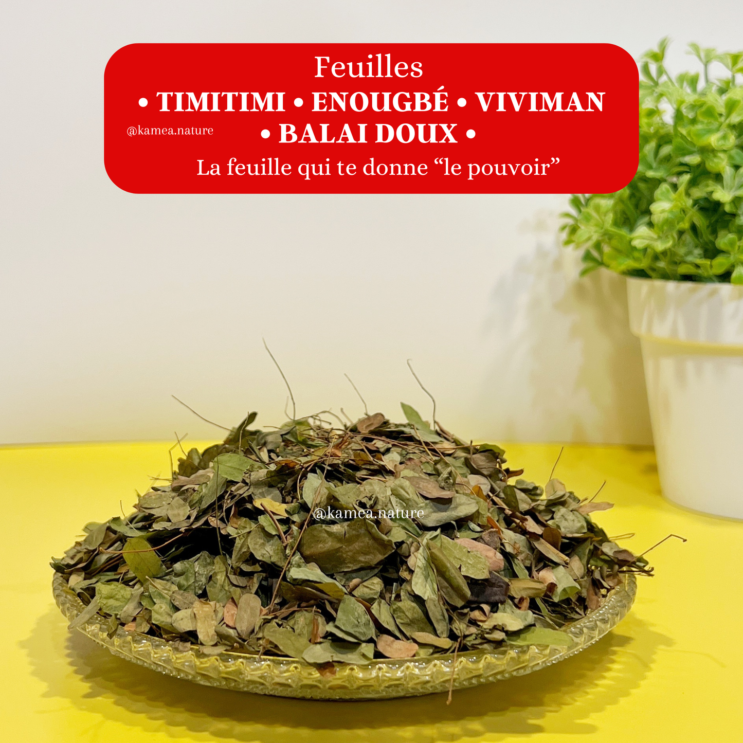 Feuilles Timitimi •Enougbé •Viviman • Balai doux •