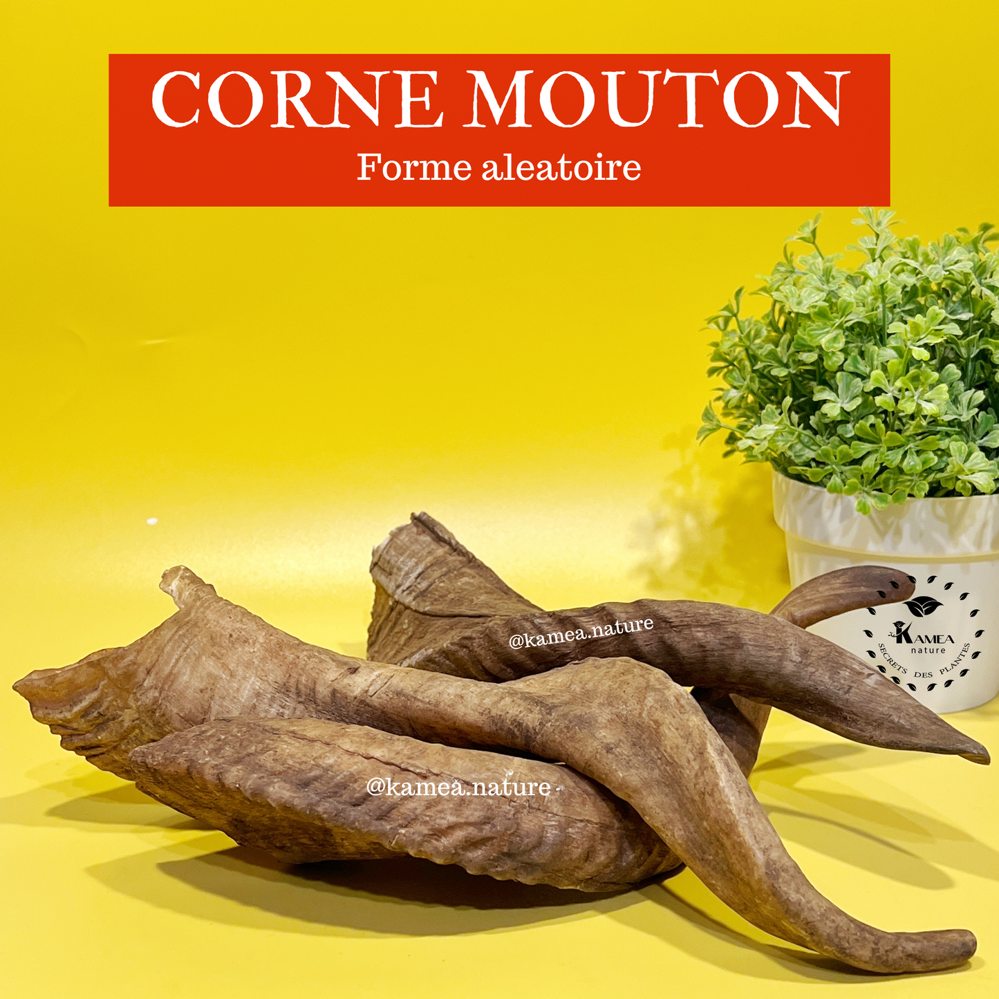 Corne de mouton