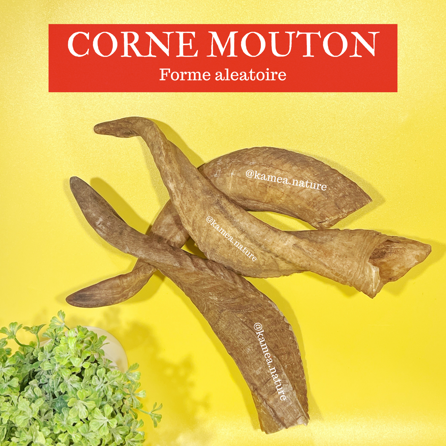 Corne de mouton
