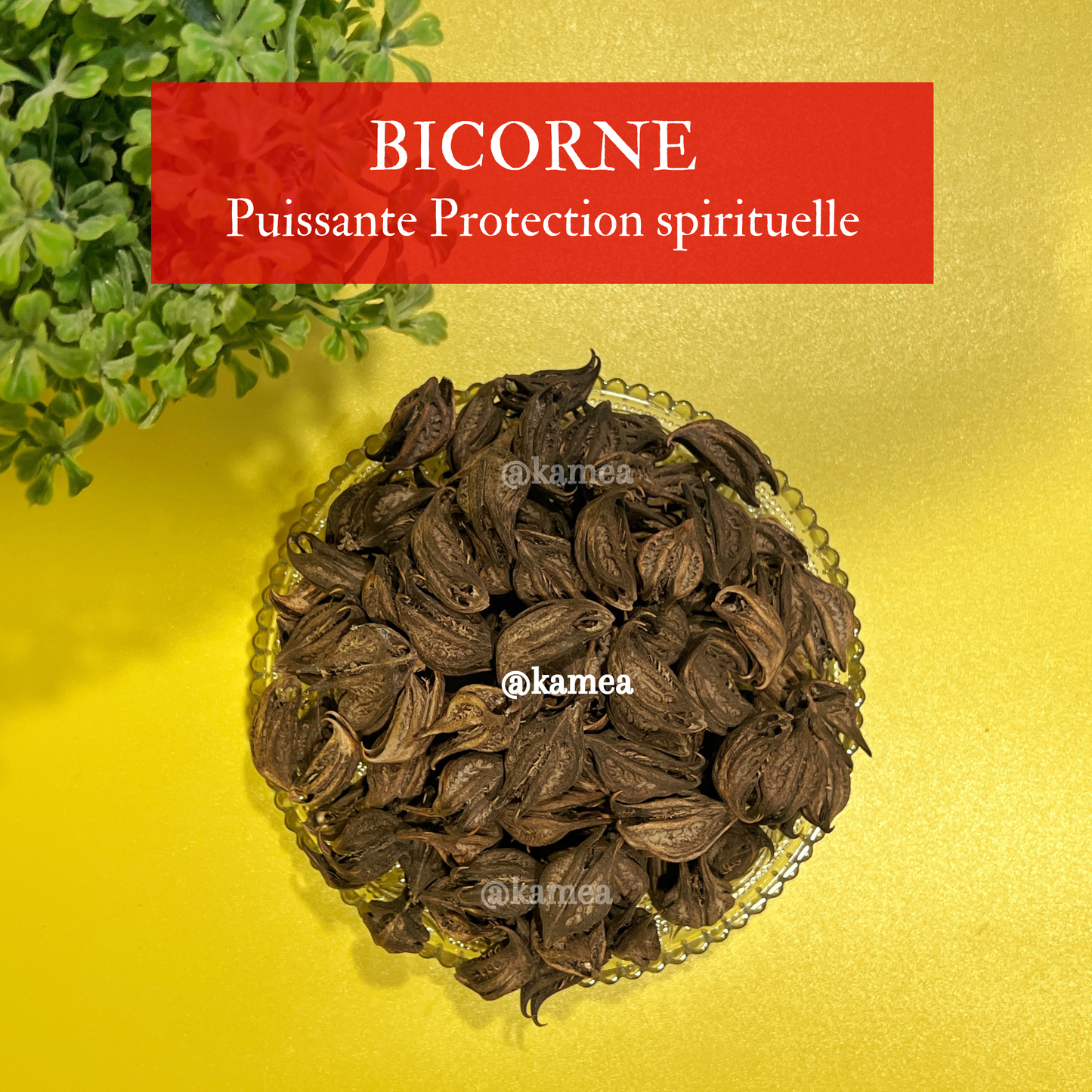 Bicorne - Griffe de lion - Puissant protection spirituelle