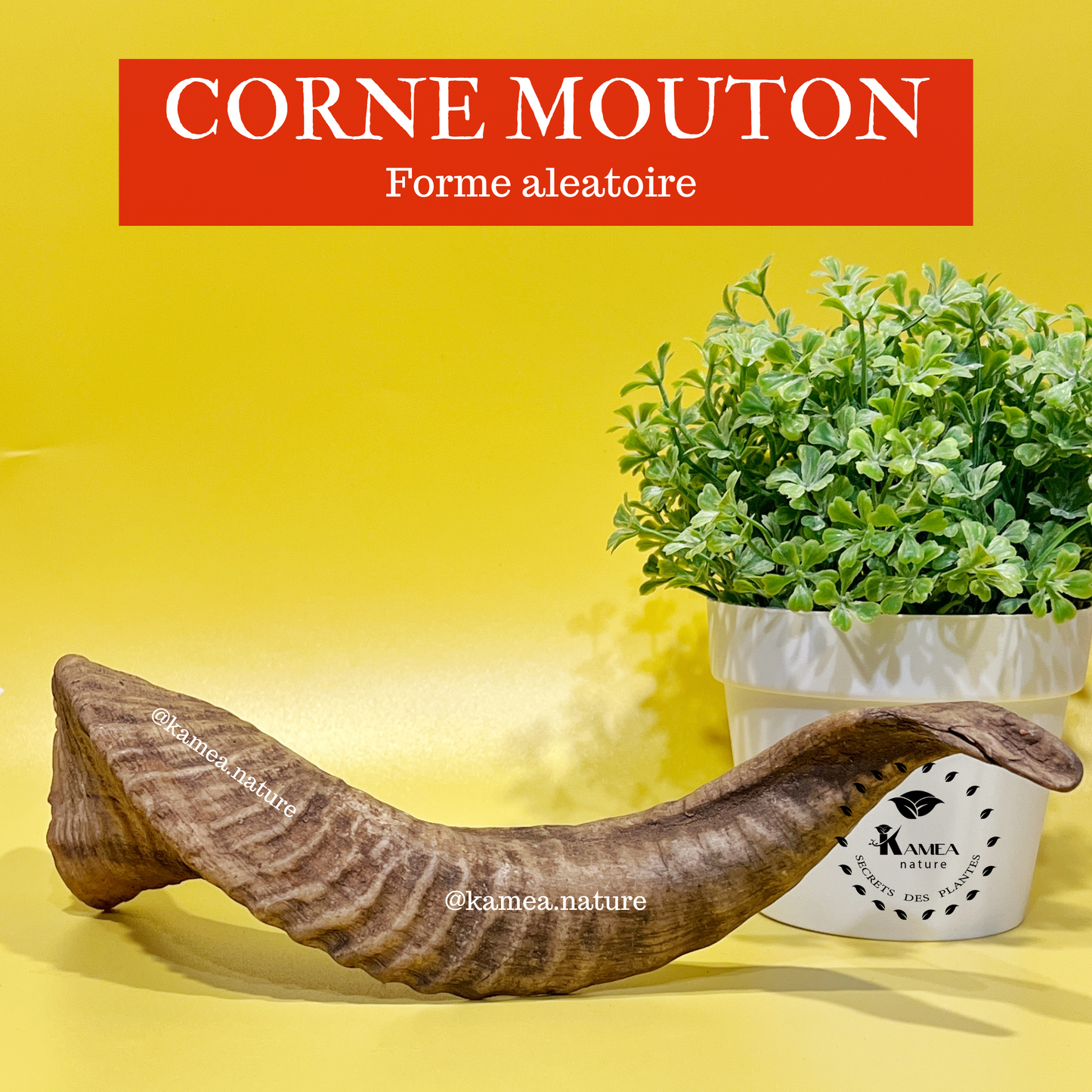 Corne de mouton