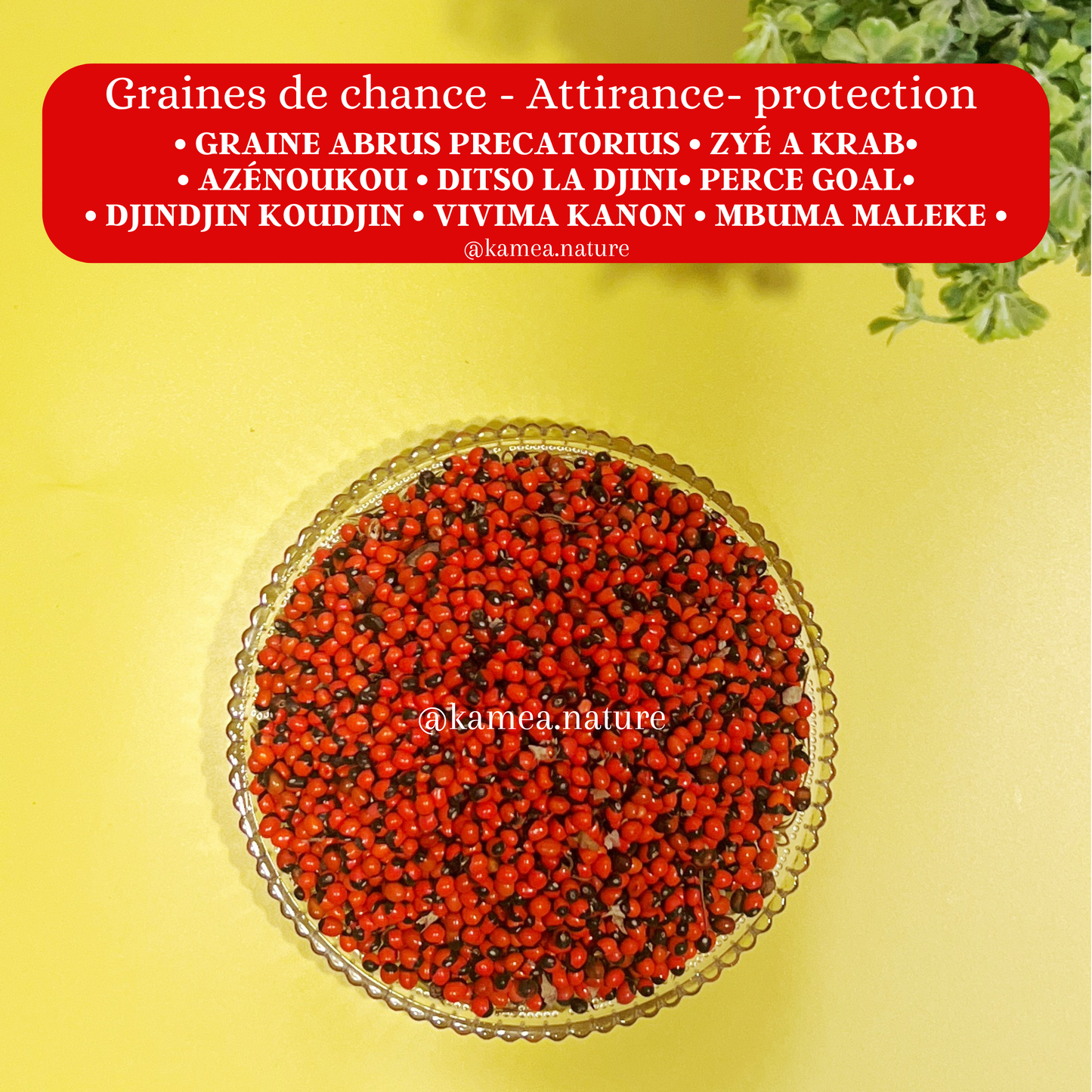 Graines d’abrus Precatorius - Oeil de crabe - Chance - Protection