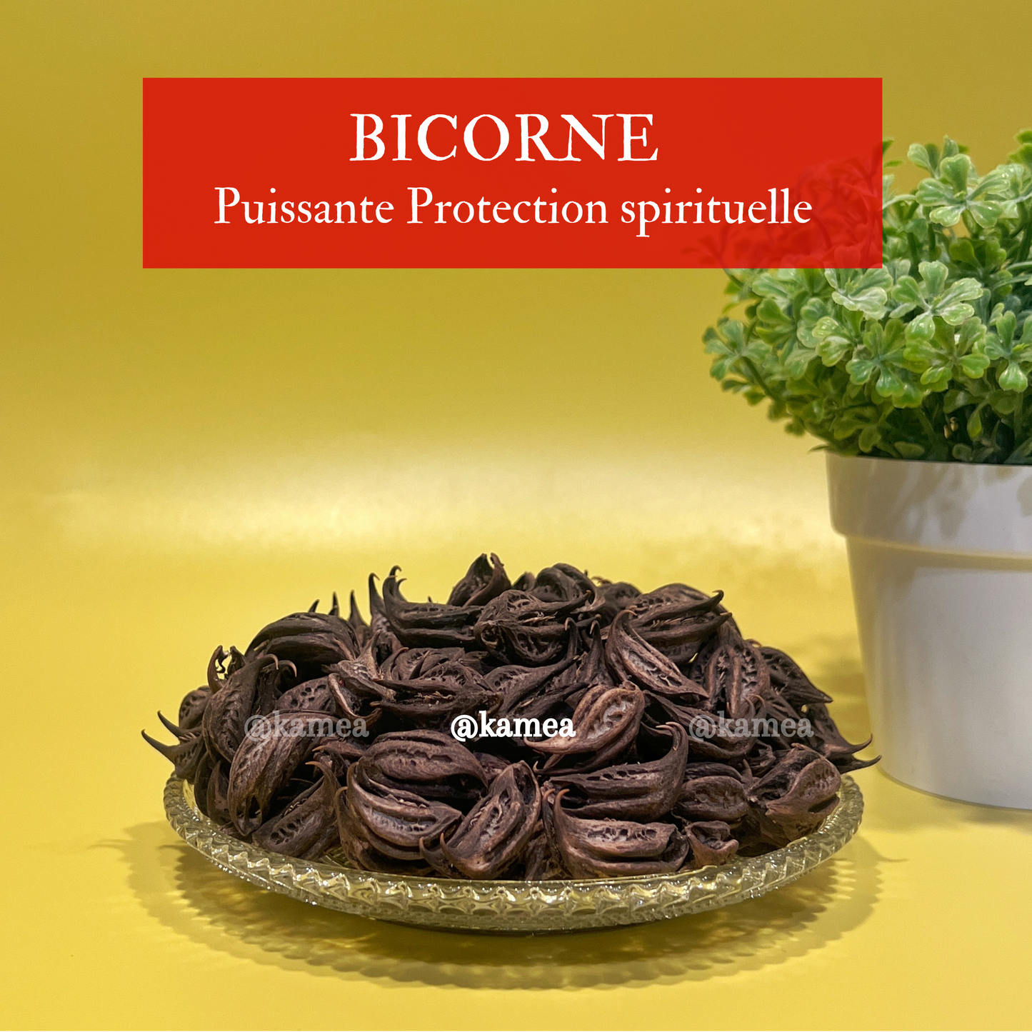 Bicorne - Griffe de lion - Puissant protection spirituelle