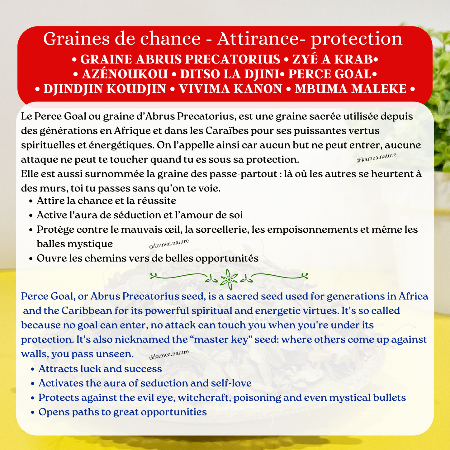 Graines d’abrus Precatorius - Oeil de crabe - Chance - Protection
