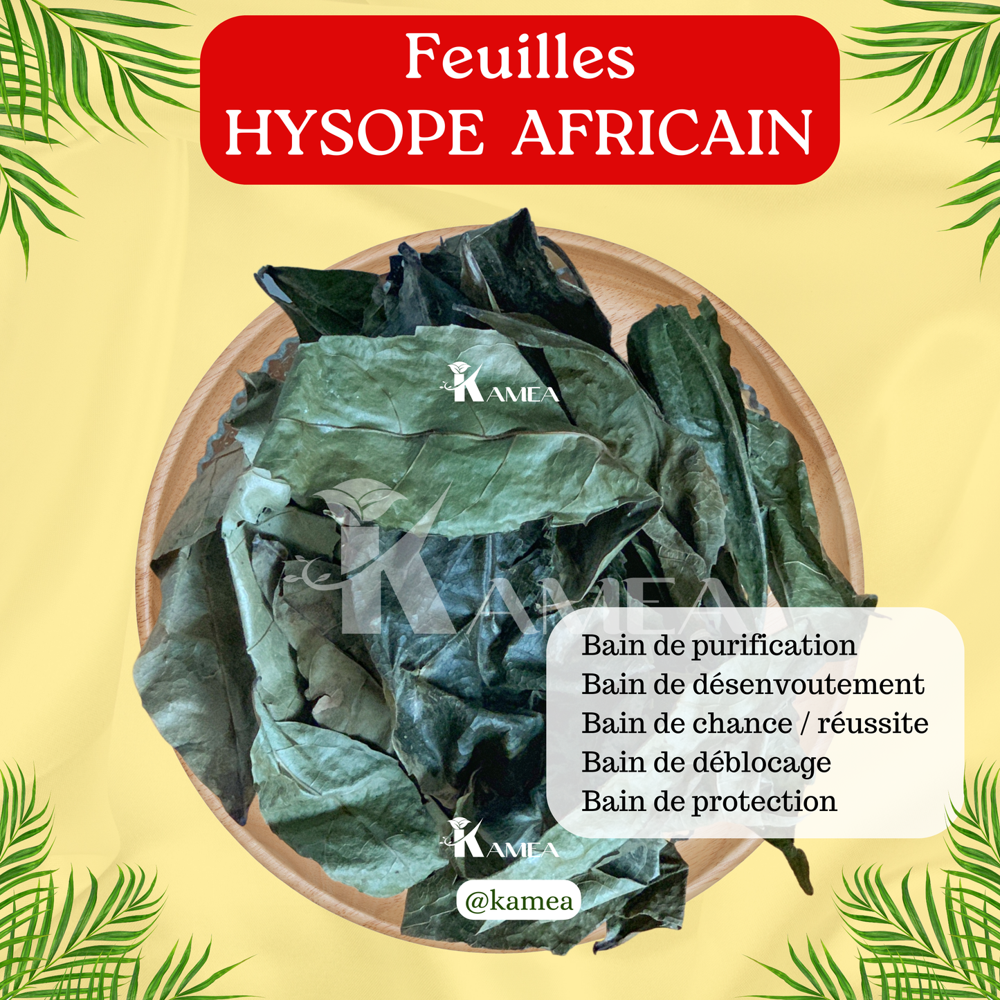 Feuille d’hysope - HYSOPE AFRICAIN - purification - chance - Desenvoutement - deblocage