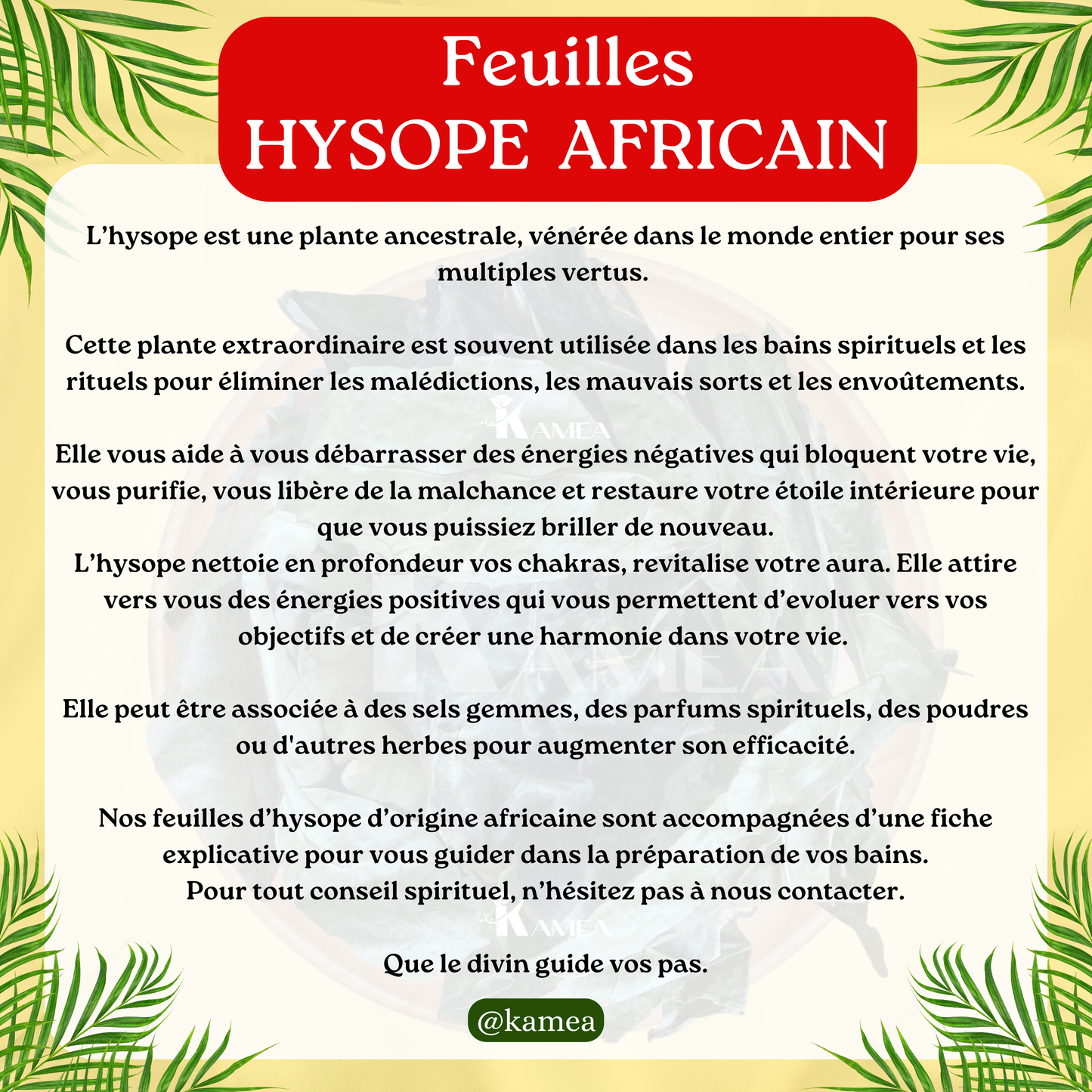 Feuille d’hysope - HYSOPE AFRICAIN - purification - chance - Desenvoutement - deblocage