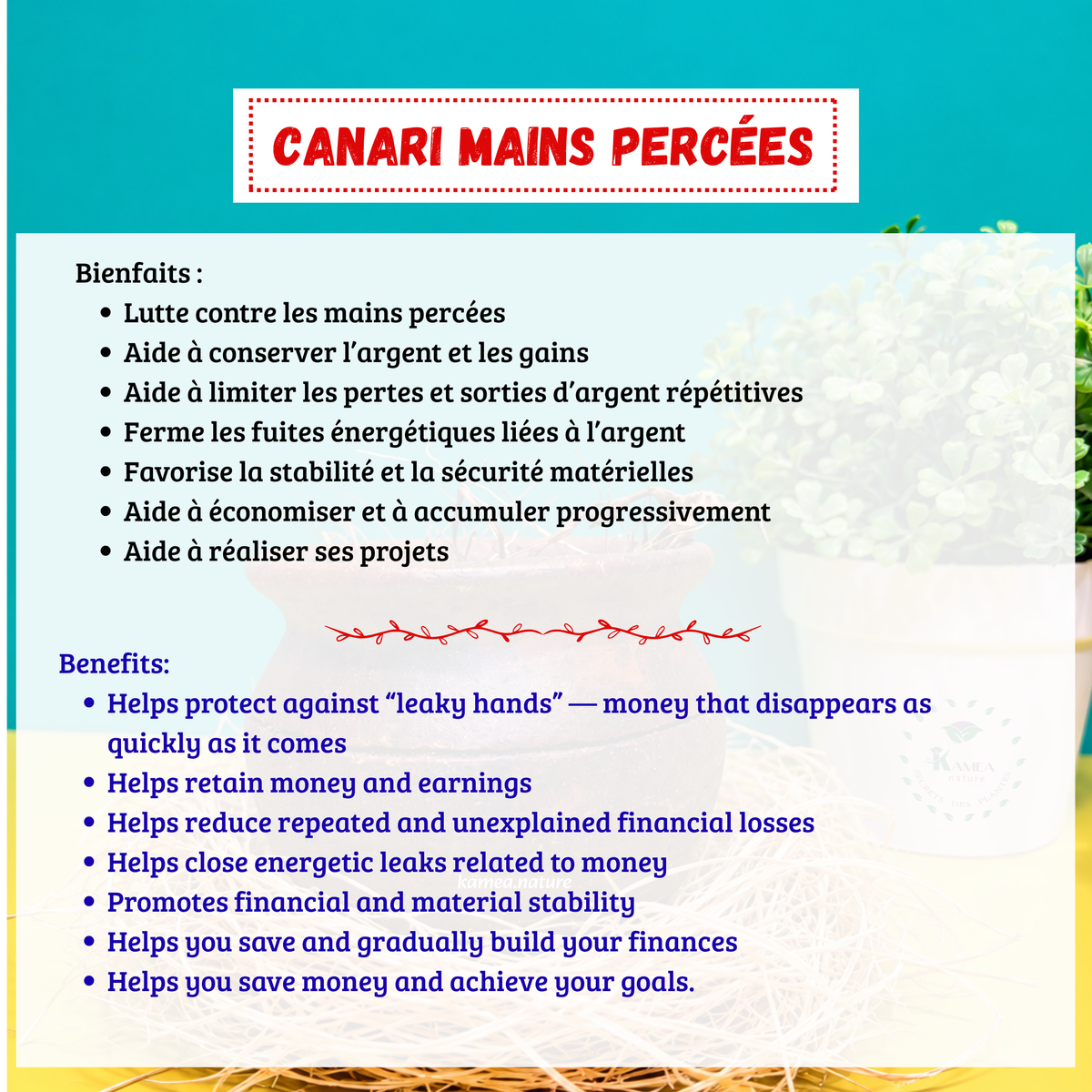 Canari contre les mains percées