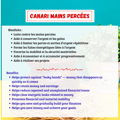 Canari contre les mains percées