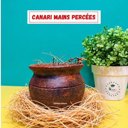 Canari contre les mains percées