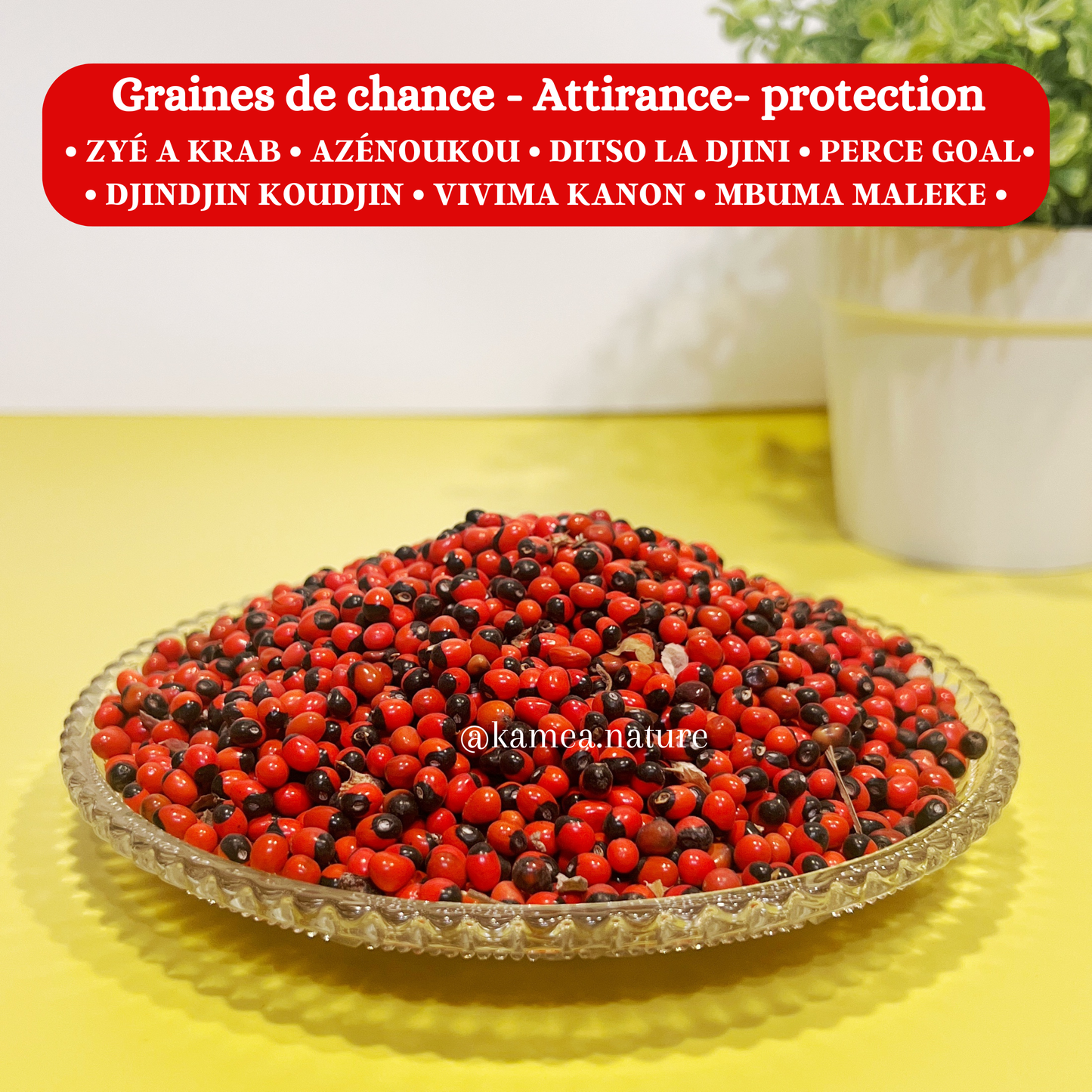 Graines Perce Goal - Oeil de crabe - Chance - Protection