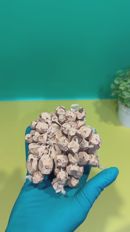 MANDIA - puissante graine d’attraction